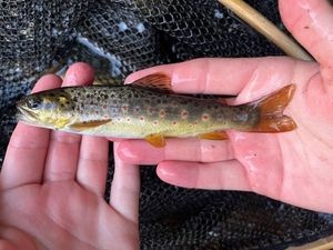 Brown Trout