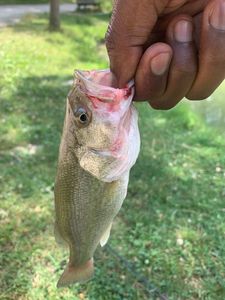 Largemouth Bass