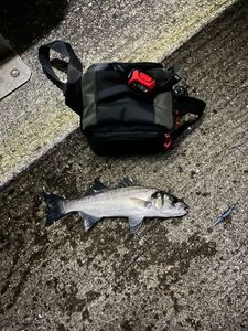 European Bass (Seabass)