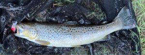 Brown Trout