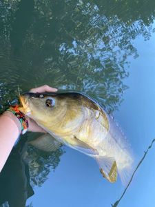 Mirror Carp