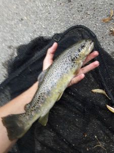 Brown Trout