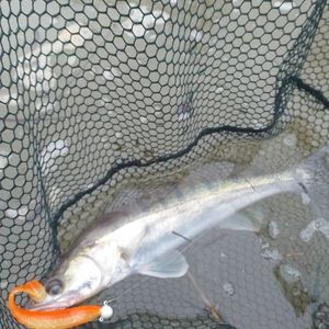 Zander
