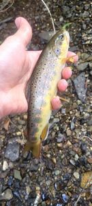 Brown Trout