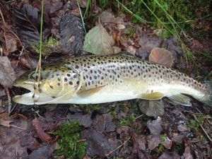 Brown Trout