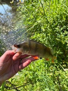 European Perch