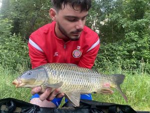 Common Carp