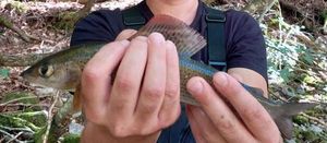 Grayling