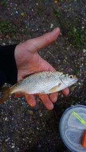 Roach