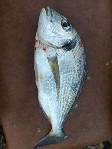 Black Seabream