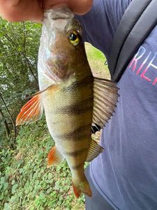 European Perch