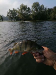 European Perch