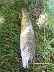 Brown Trout