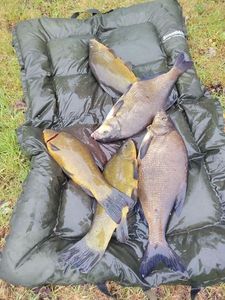 Tench