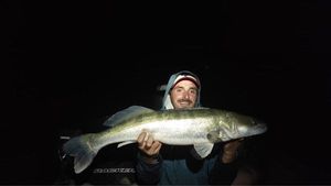 Zander
