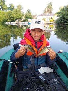 European Perch
