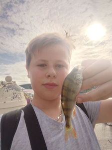 European Perch
