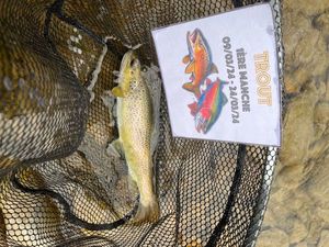 Brown Trout