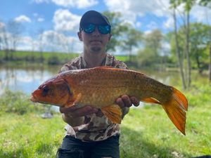 Koï Fish