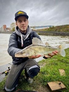 Zander