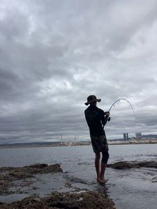European Bass (Seabass)