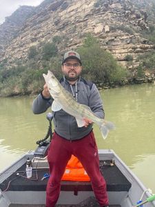 Zander