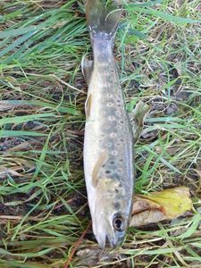 Brown Trout