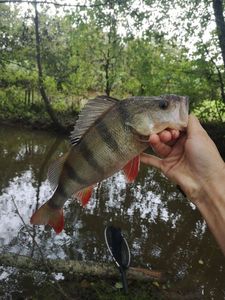 European Perch