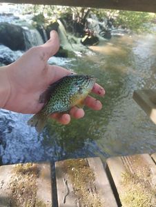Green Sunfish