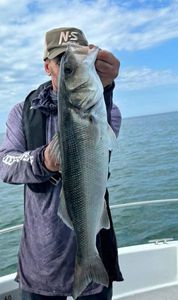 European Bass (Seabass)