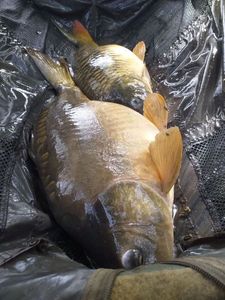 Mirror Carp