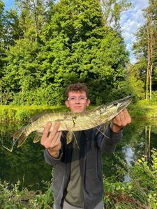 Northern Pike