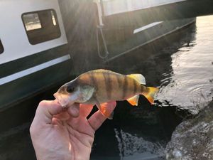 European Perch