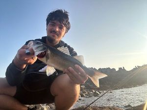 European Bass (Seabass)
