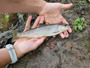 Brown Trout