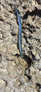 Garfish