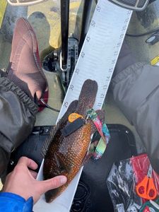 Ballan Wrasse