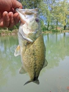 Largemouth Bass