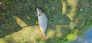 Common Carp
