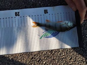 European Perch