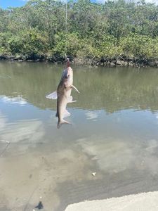Catfish