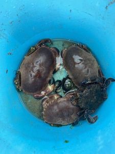 Brown Crab