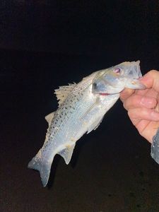 Spotted Seabass