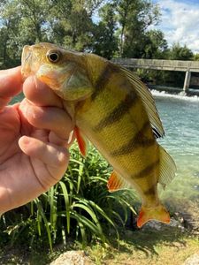 European Perch