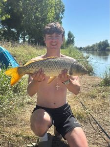 Common Carp
