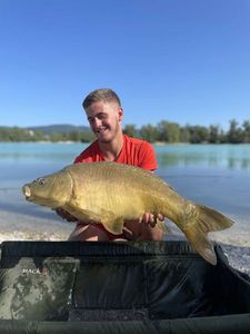 Mirror Carp