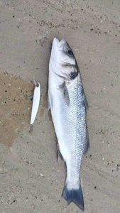 European Bass (Seabass)