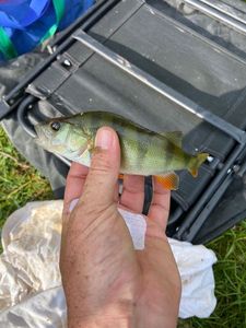 European Perch