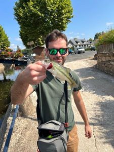 Largemouth Bass