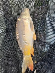 Mirror Carp